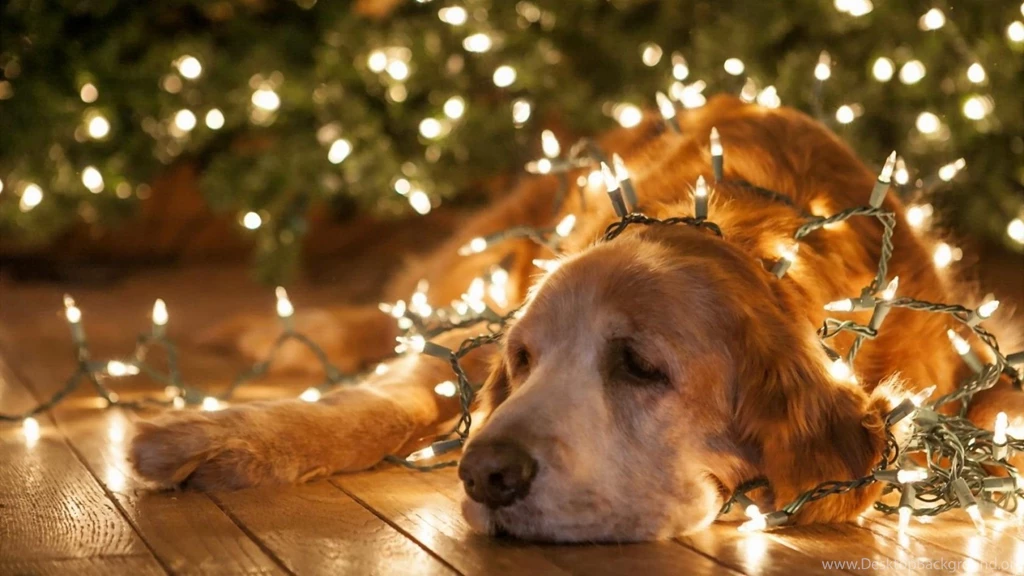 Christmas Lights Wallpapers 1291 HD Wallpapers Site