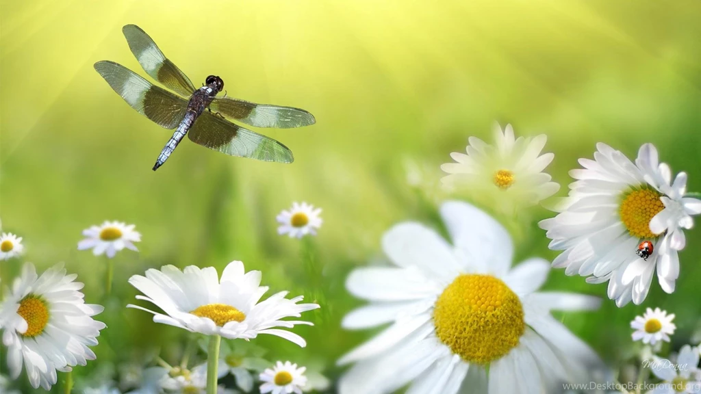 Dragonfly Daisies HD Desktop Wallpapers : Widescreen : High ...