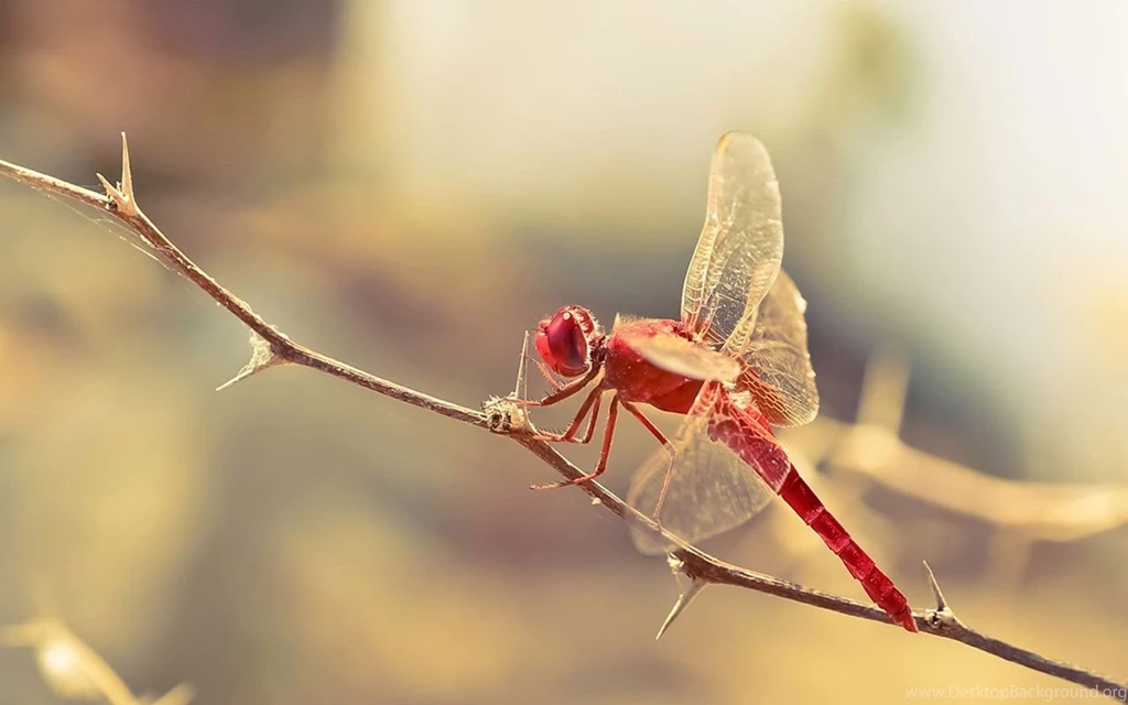 3384) Dragonfly HD Desktop Backgrounds Wallpapers   WalOps.com