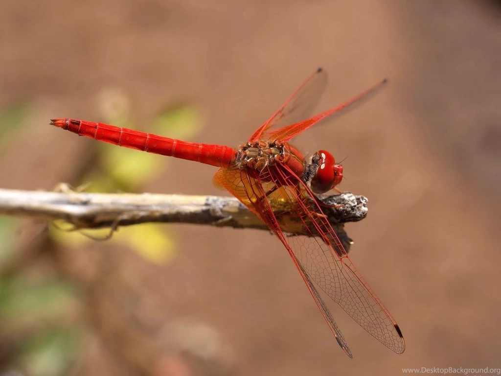 Dragonfly Computer Wallpapers, Desktop Backgrounds