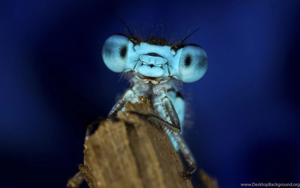 Blue Dragonfly Face Portrait