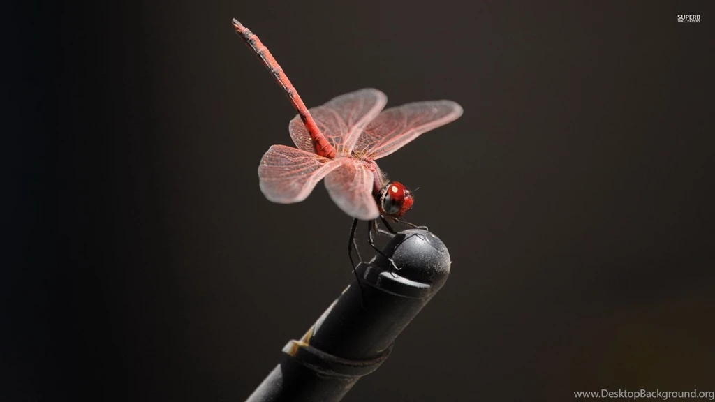 Pink Dragonfly Close up Wallpapers   Animal Wallpapers