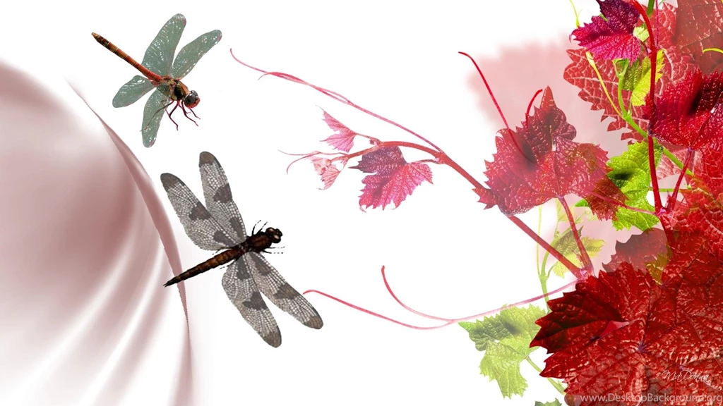 Dragonflies Wallpapers Wallpapers Cave