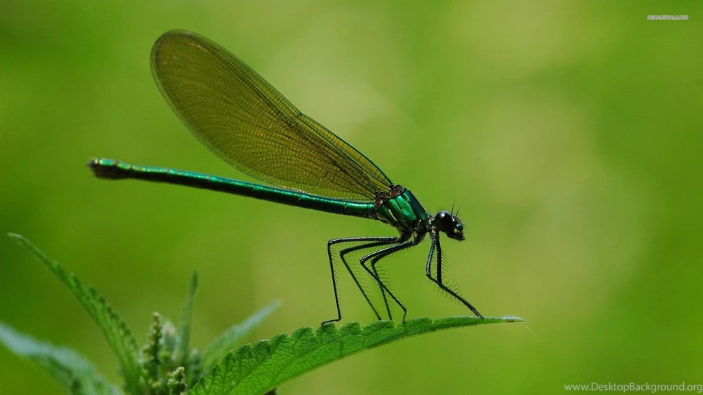 Dragonfly Wallpapers