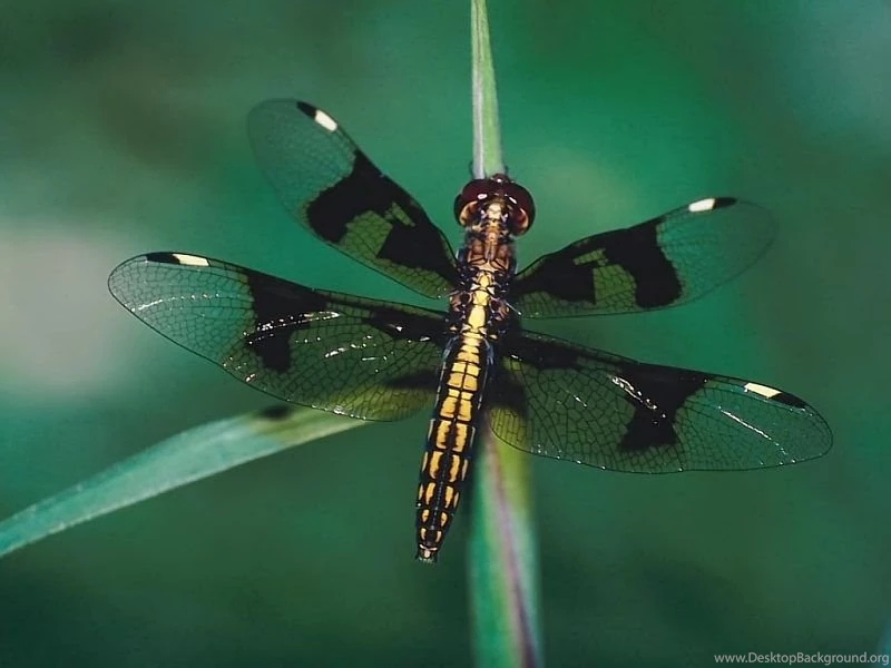 New Dragonfly Desktop Wallpapers   Nature Wallpapers