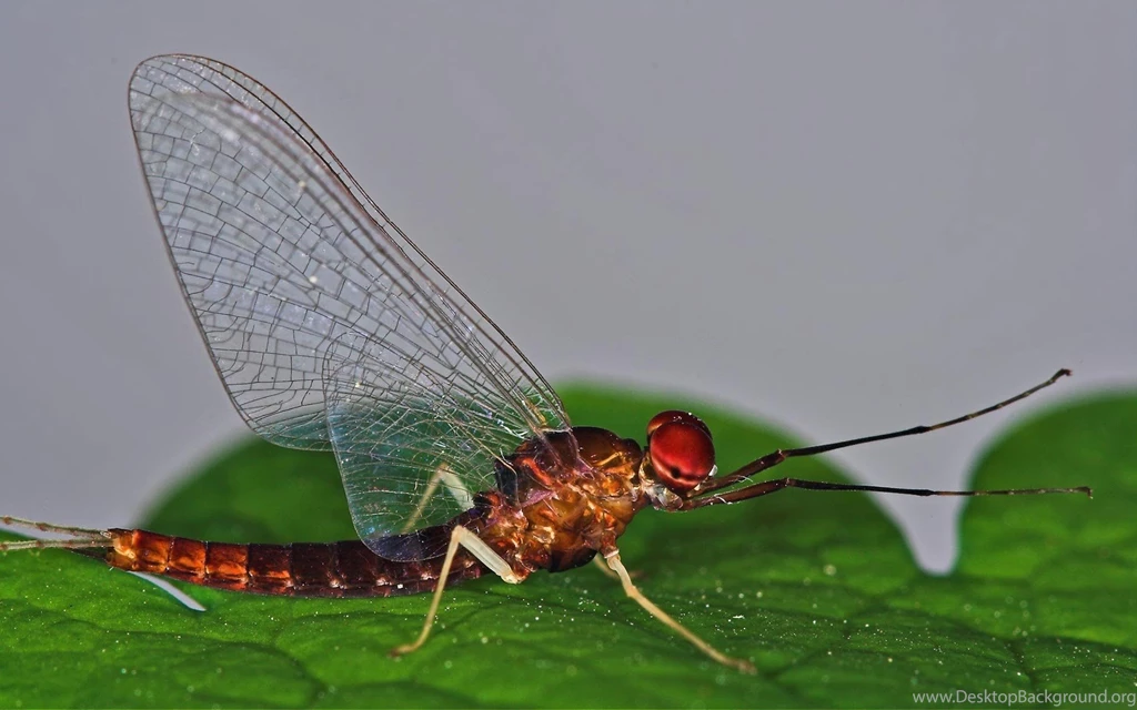 Dragonfly Wallpapers   96581