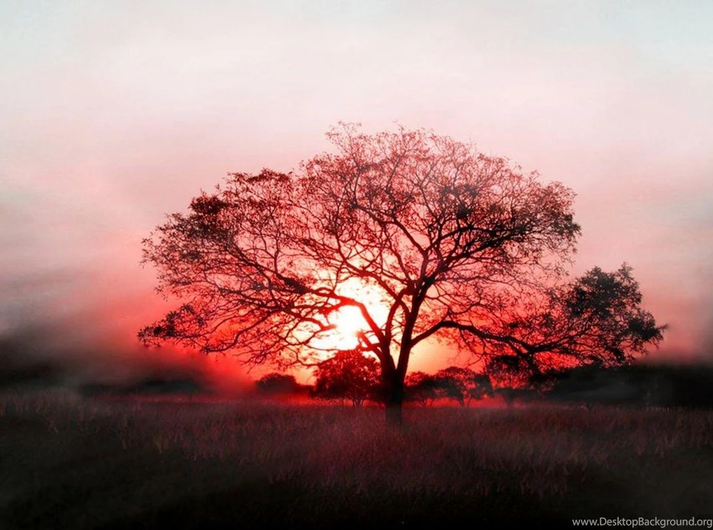Nature Wallpapers For Your Desktops And Laptops