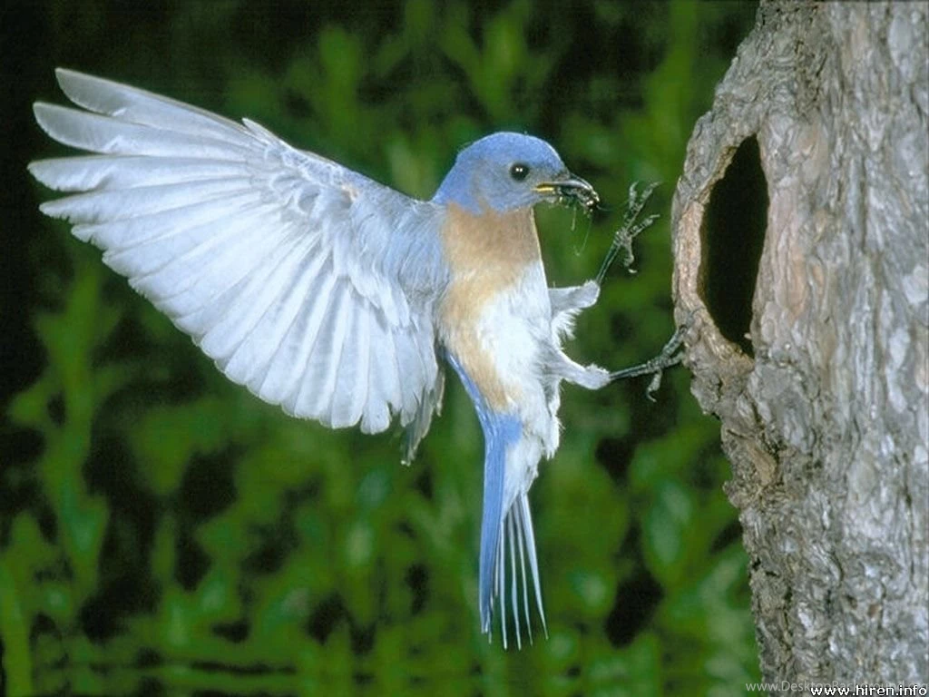 Top 20 Cute Birds HD Wallpapers For PC & Laptop