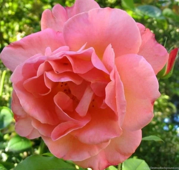 Flowers Wallpapers Archives Page 11 Of 15 Free Desktop ...