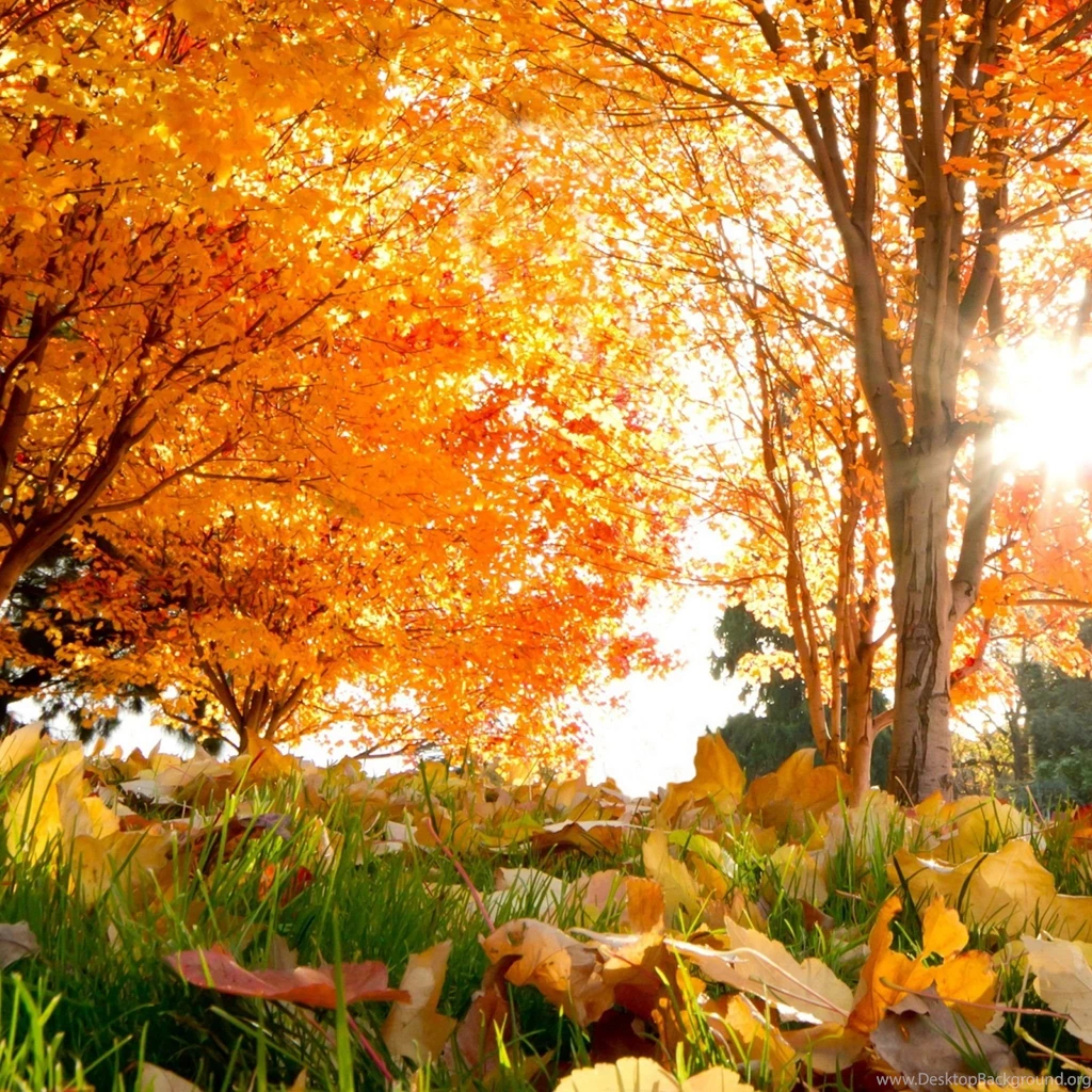 New iPad Air, 4, 3, iPad Mini Retina Fall Wallpapers HD, Desktop ...