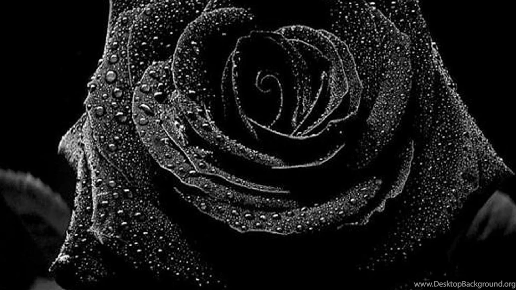 Black Rose Wallpapers Wallpapers Cave
