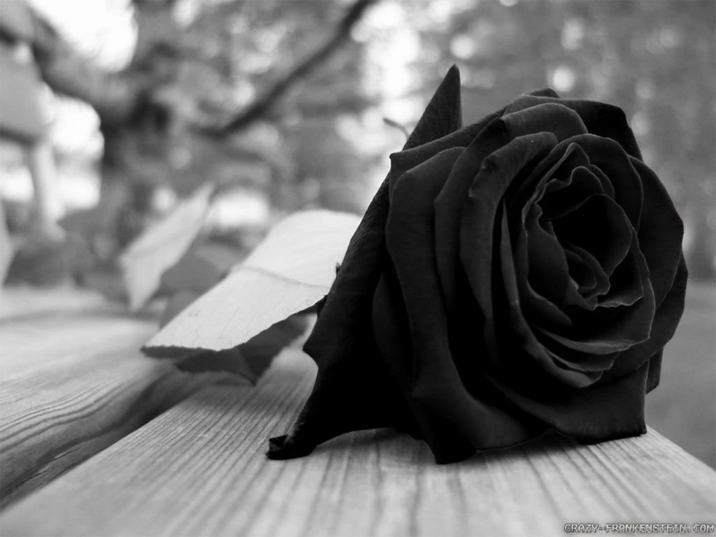 Black Rose Wallpapers Crazy Frankenstein