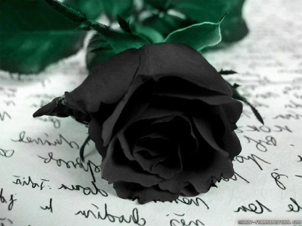 Black Rose Wallpapers Crazy Frankenstein