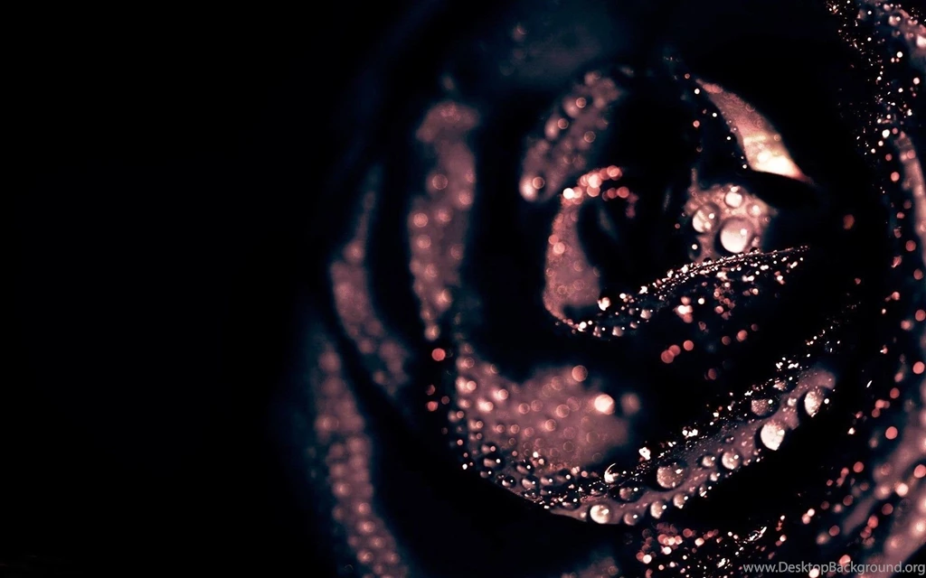 Black Rose Images Wallpapers