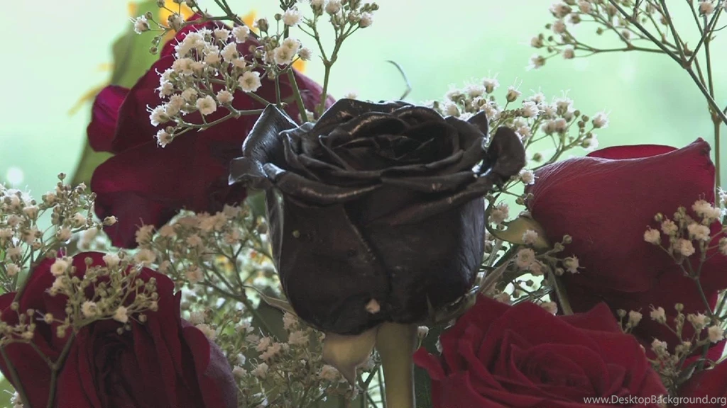 Black Rose   Roses Wallpapers (11560704)   Fanpop