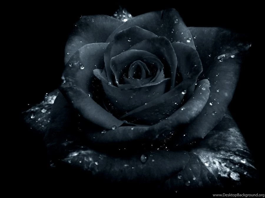 Gallery For Gothic Black Roses Wallpapers