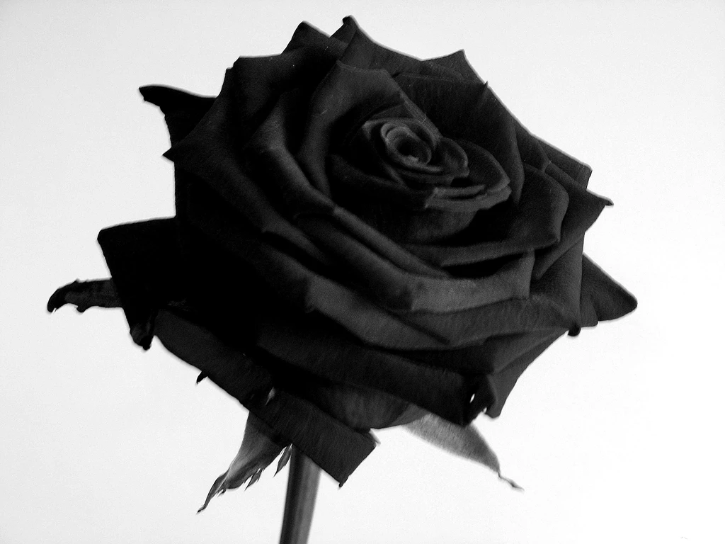Black Rose 3072x2304px
