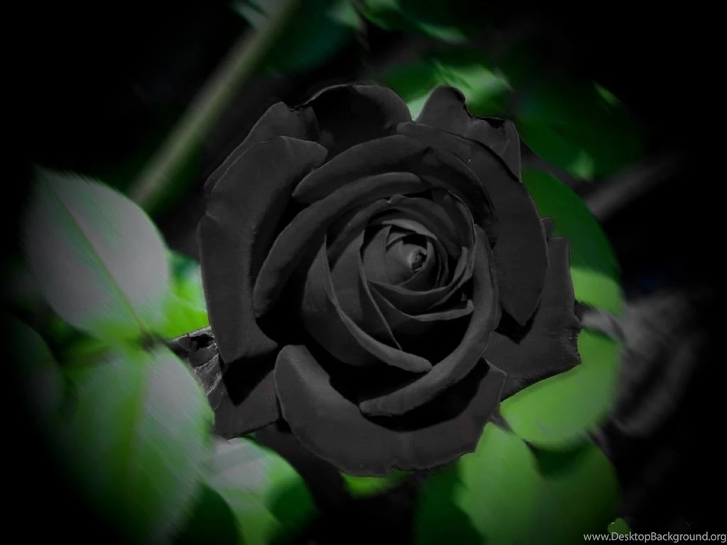 3072x2304px Black Rose Flower