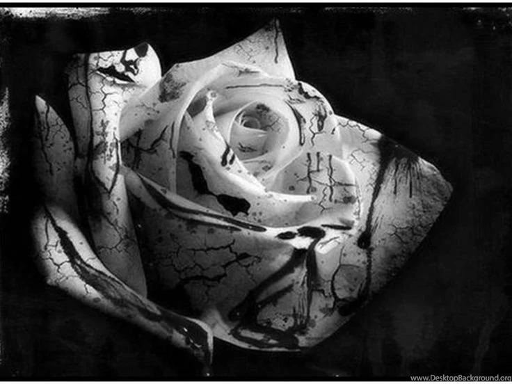 Black Rose Pics   Google Search