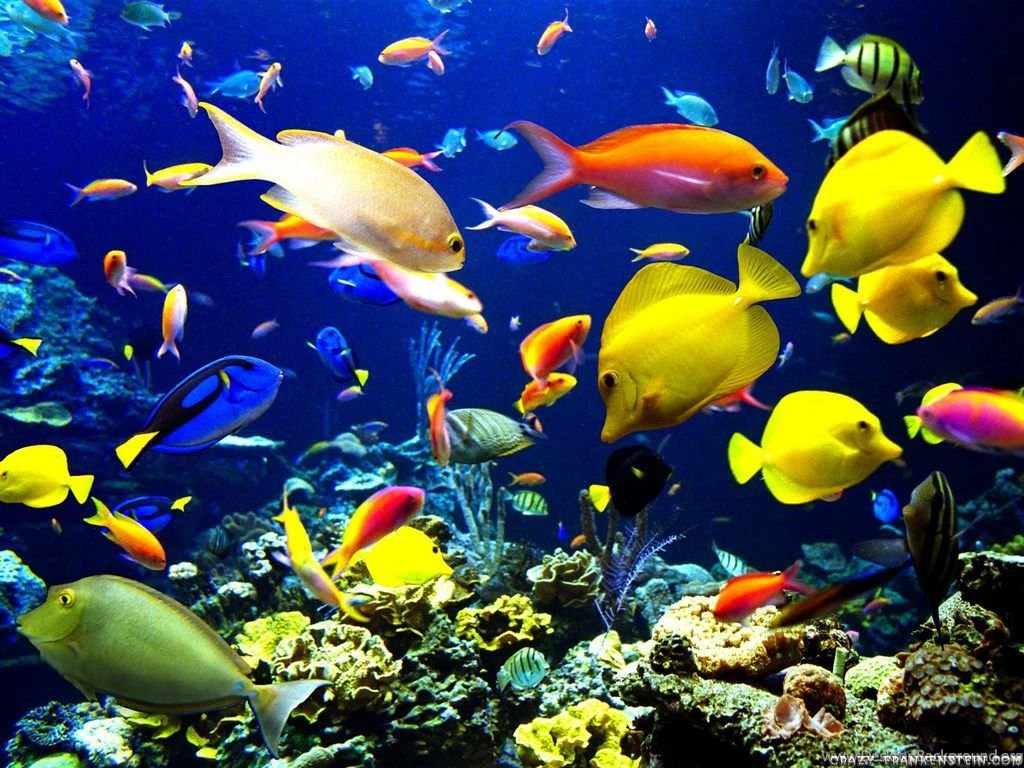 Fish Wallpapers Page 2 Crazy Frankenstein