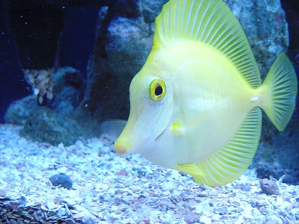 Beautiful Fish Wallpapers Pictures GT7