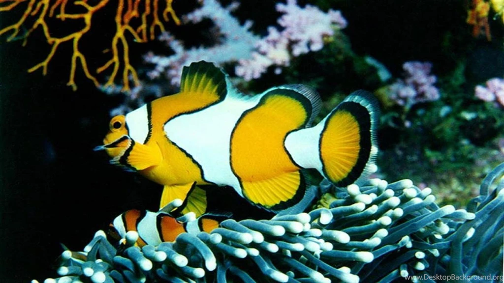 Free Wallpapers Fish 3d Hd Pictures.