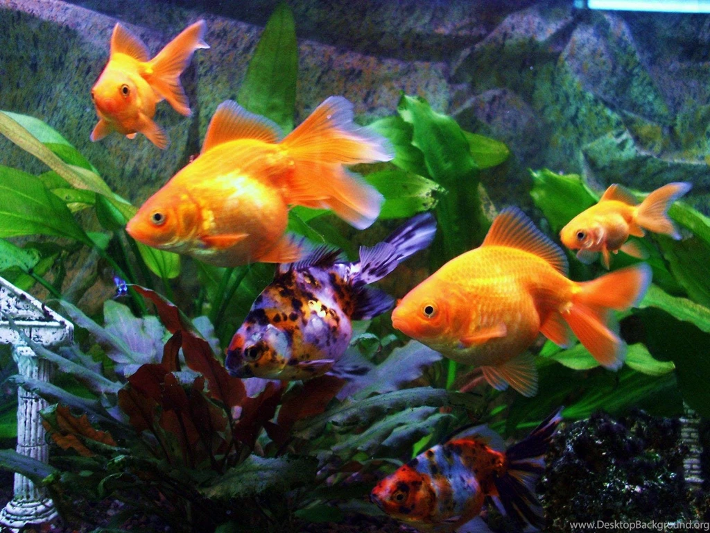 Gold Fish Wallpapers ACR1