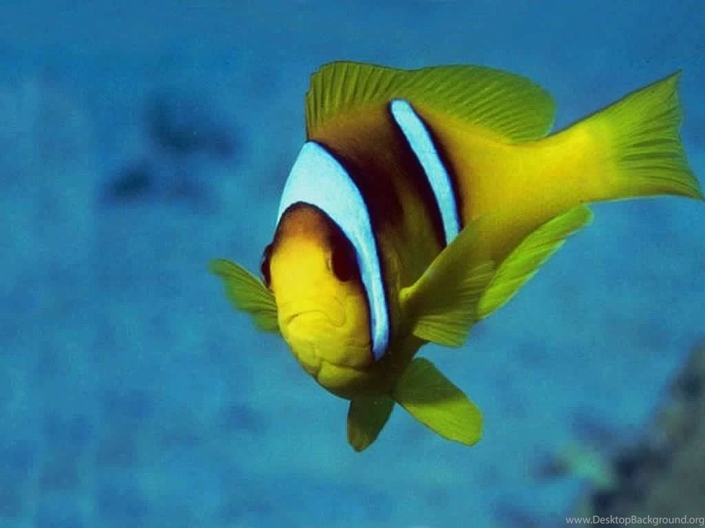 Tropical Fish School Wallpapers