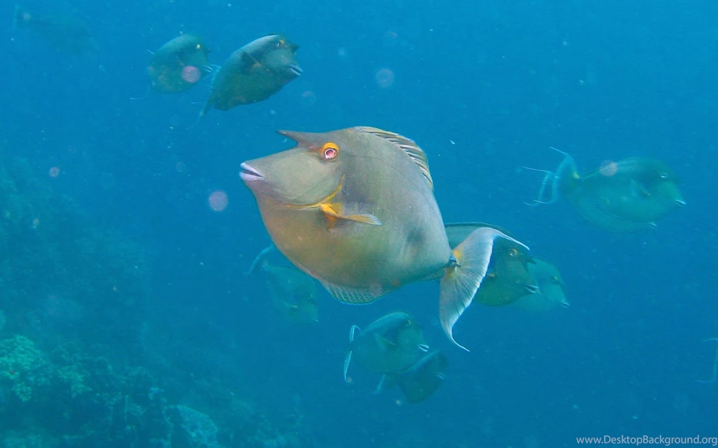 Fish Wallpapers All Wallpapers New