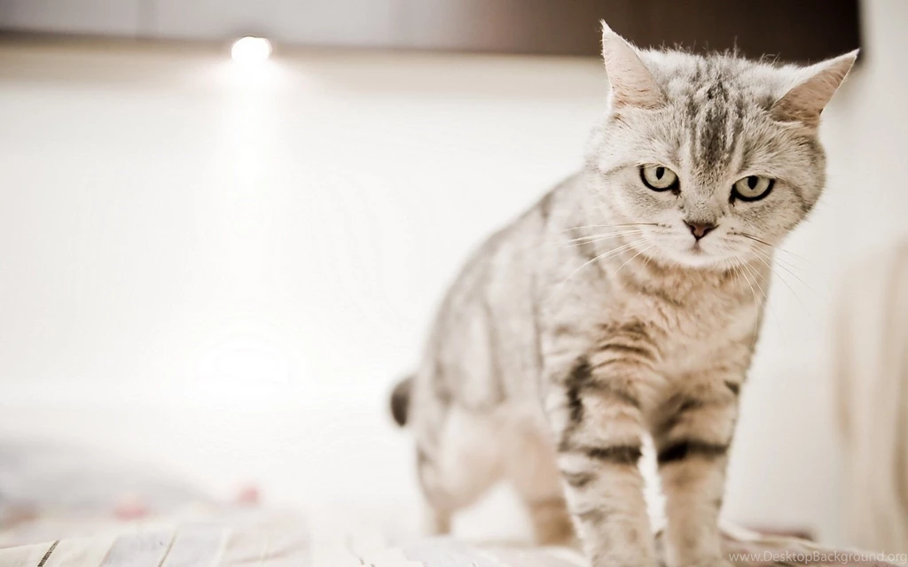 Cat angry hd wallpapers Magic4Walls.com