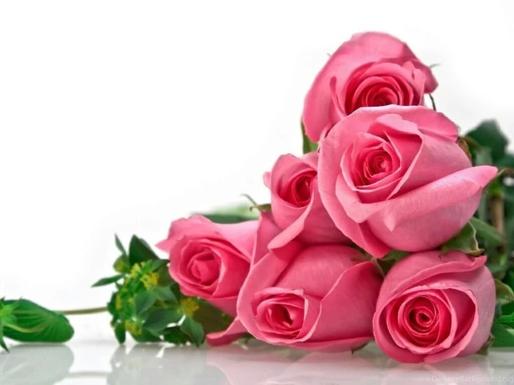 My Favorite Flowers ✿❁ On Pinterest