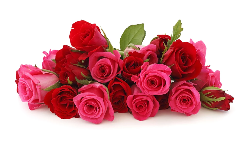 Rose Flowers Wallpapers Wallpapers Cave
