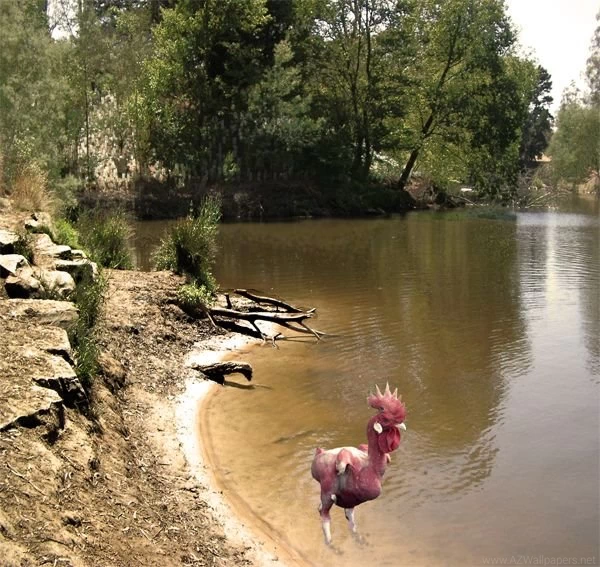 The NUDIST CHOOK  By Phil Judd On DeviantArt