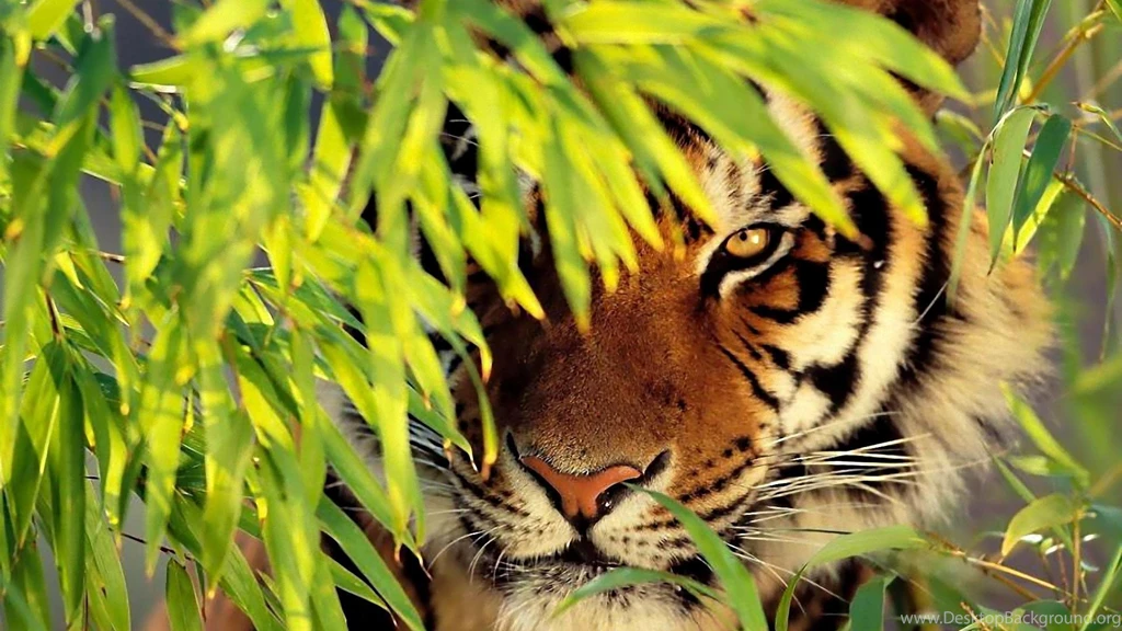 Wallpapers Natured Animals Tiger Nature Best 2560x1440