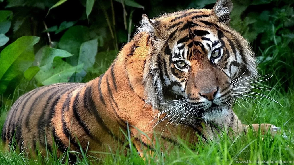 Tiger On The Grass Photo Wallpapers Free Tiger On The Grass Photo ...