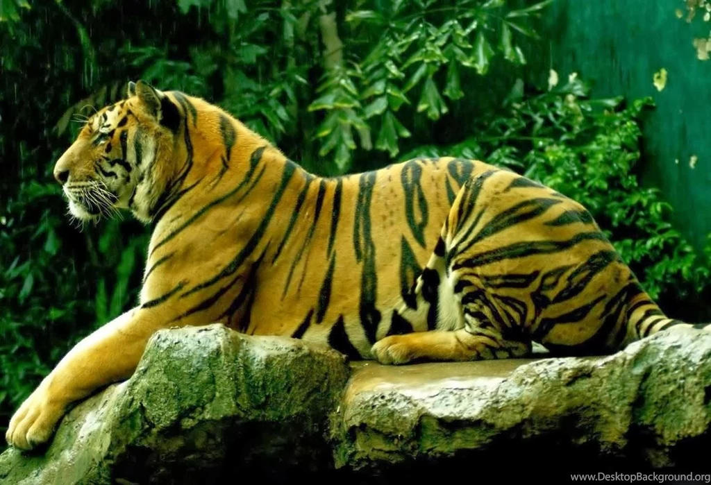 Desktop best tiger wallpapers hd download.jpg