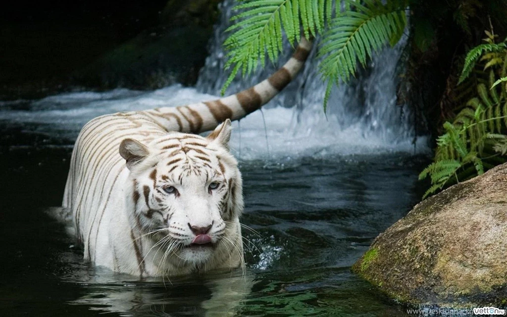 Tiger Wallpapers Hd Download Wallpapers HD Fine