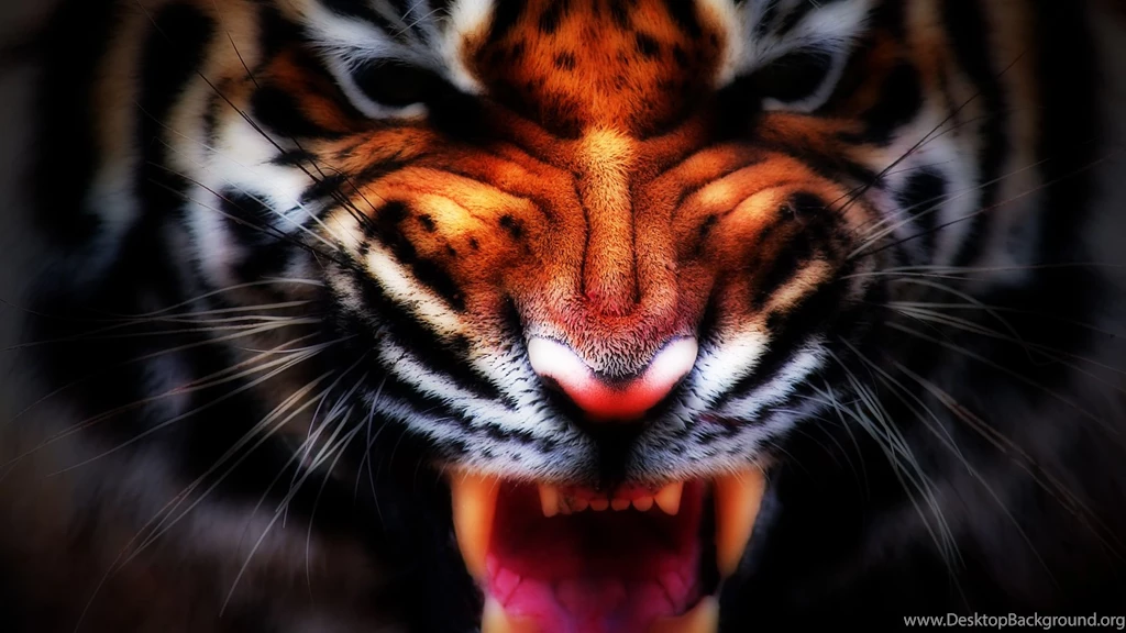 Angry Tiger Face Wallpapers Free Angry Tiger Face Wallpapers By ...