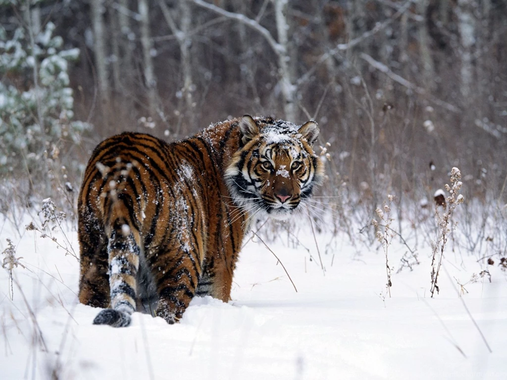 Tiger Skin
