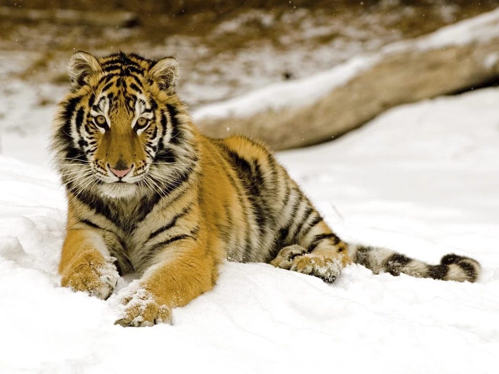 Tiger Wallpapers Pack 4 (1600x1200)