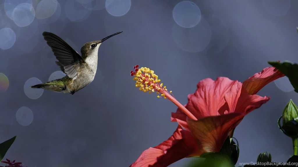 Cool Nature iPhone S Wallpapers