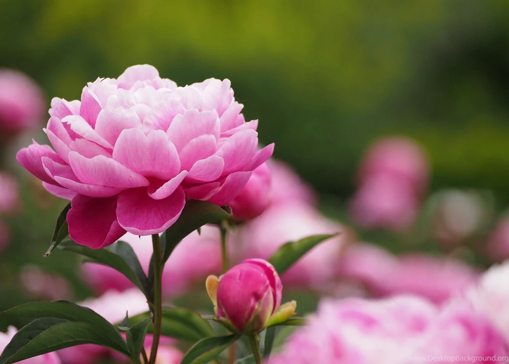 3787x2706px Light Pink Peony Wallpapers