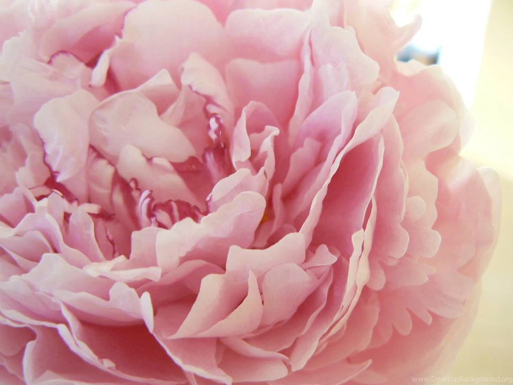 Peonies Wallpapers Wallpapers Cave