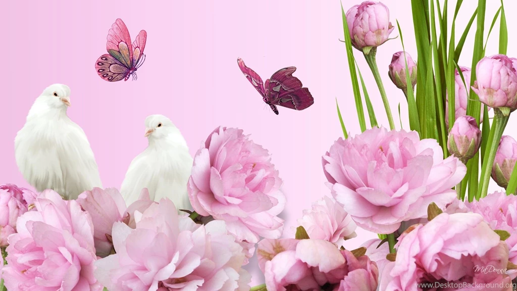 Peonies Wallpapers >> Backgrounds With Quality HD