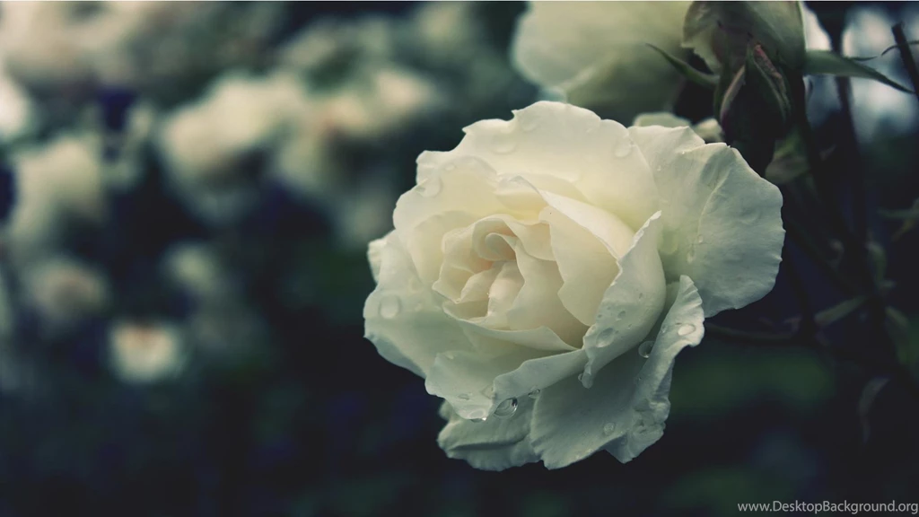 White Peony Wallpapers Wallpaper.
