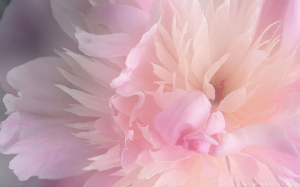 Smoothies Peony Widescreen