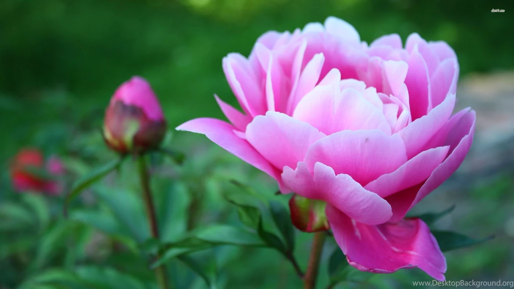 Pink Peony Wallpapers Flower Wallpapers