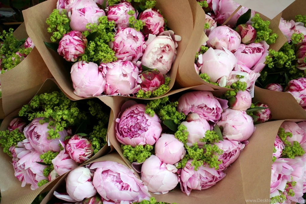 Pictures Of Peony Flowers All Wallpapers New