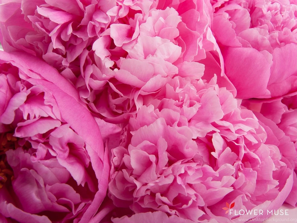 Peonies   Wallpaper.