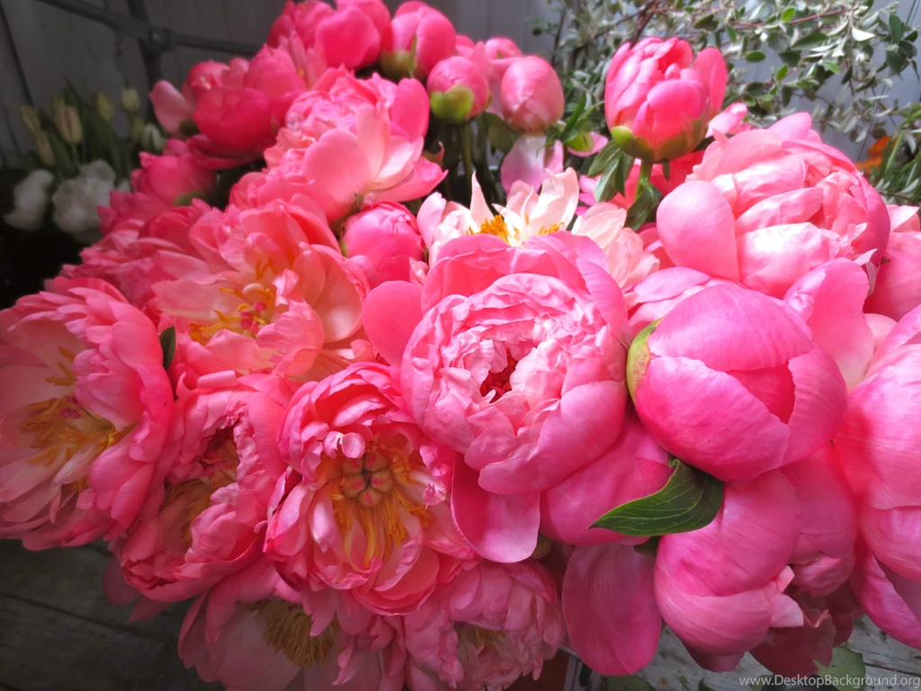 Gallery For Coral Peonies Wallpapers